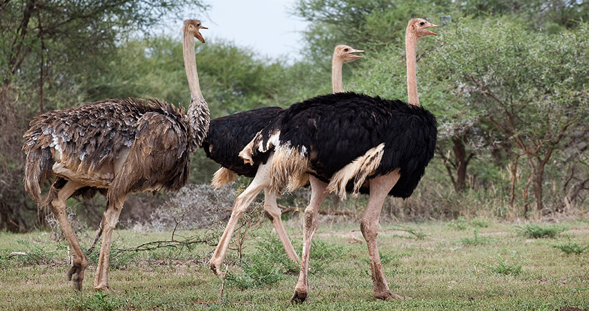 tanzania safari cost